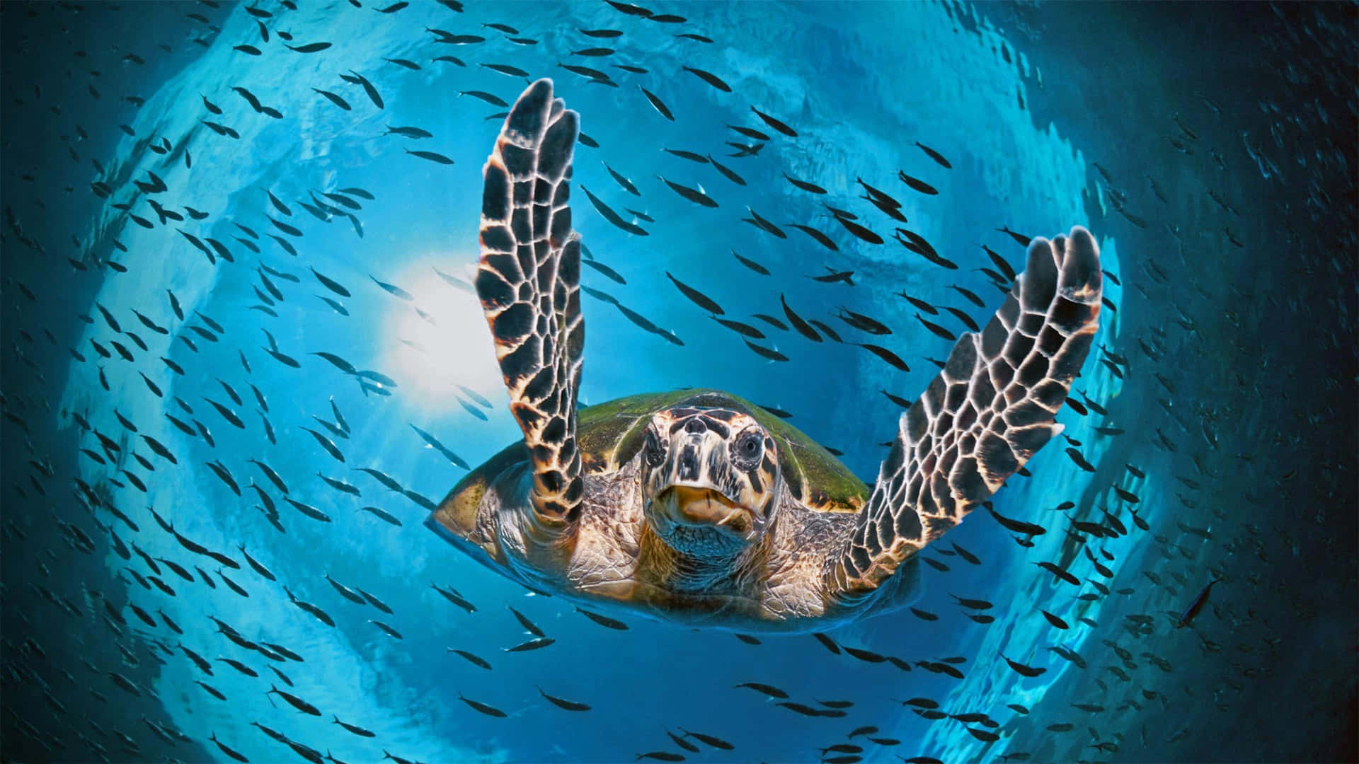 Green Sea Turtle Surroundedby Fish Wallpaper