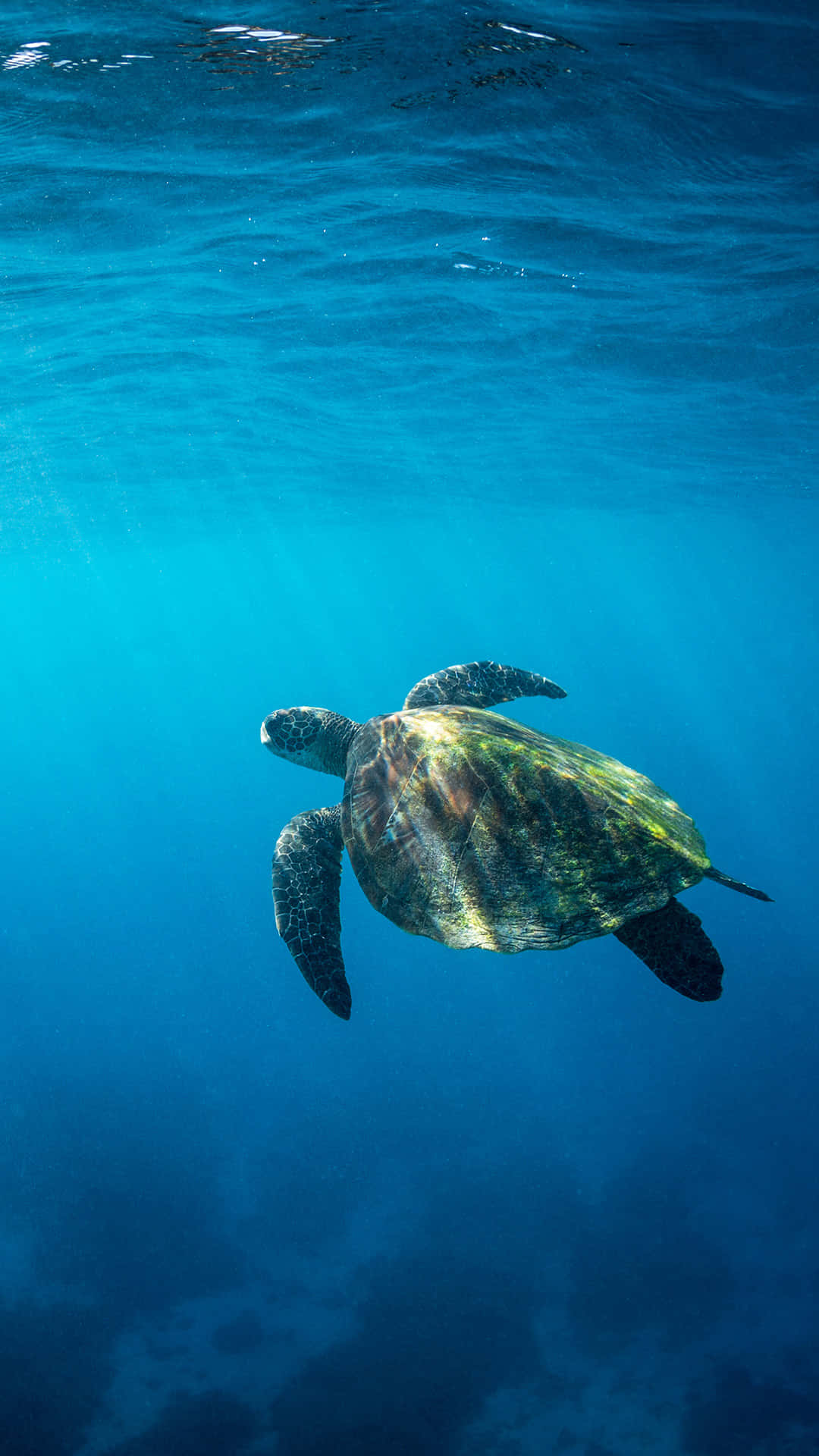 Green Sea Turtle Swimming Blue Ocean Wallpaper