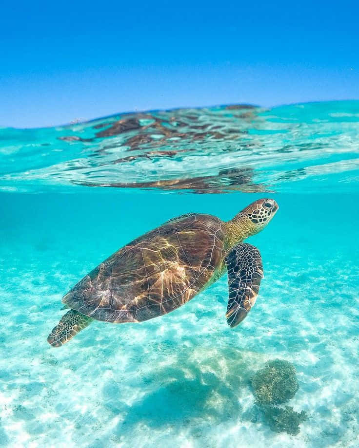 Green Sea Turtle Swimming Crystal Clear Water.jpg Wallpaper