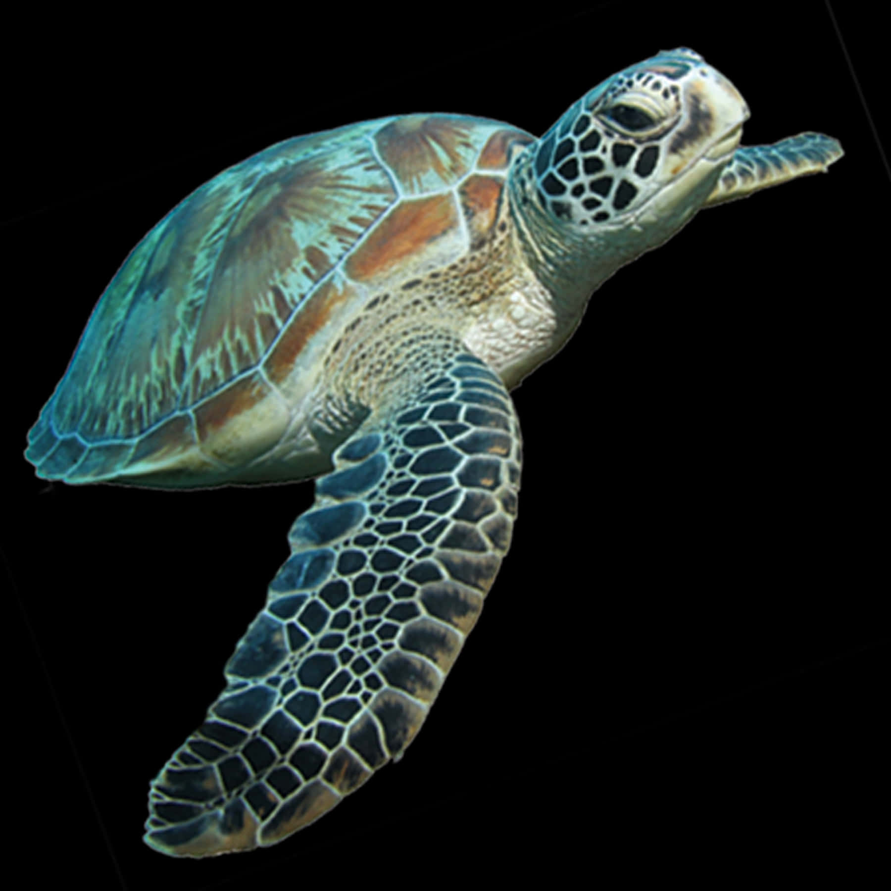 Green Sea Turtle Swimming PNG