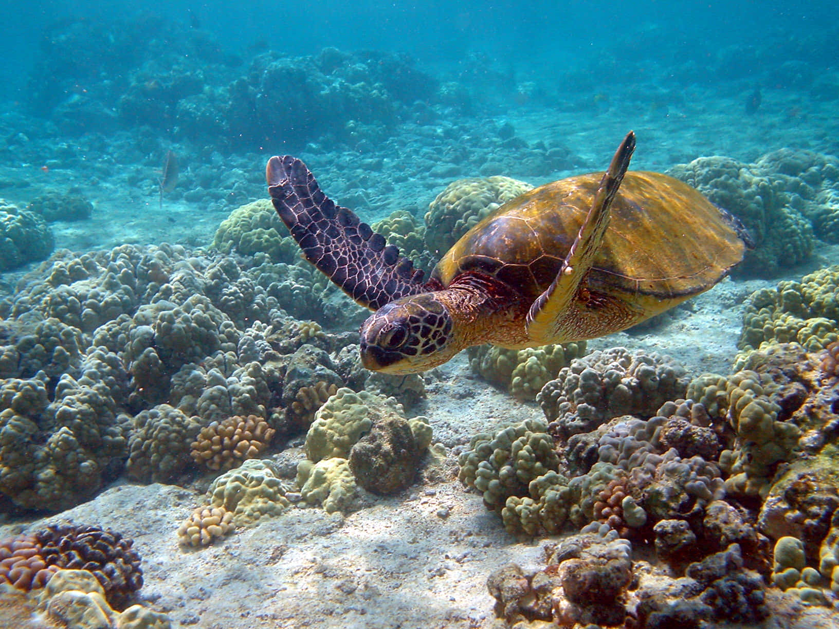 Green Sea Turtle Swimming Over Coral Reef.jpg Wallpaper