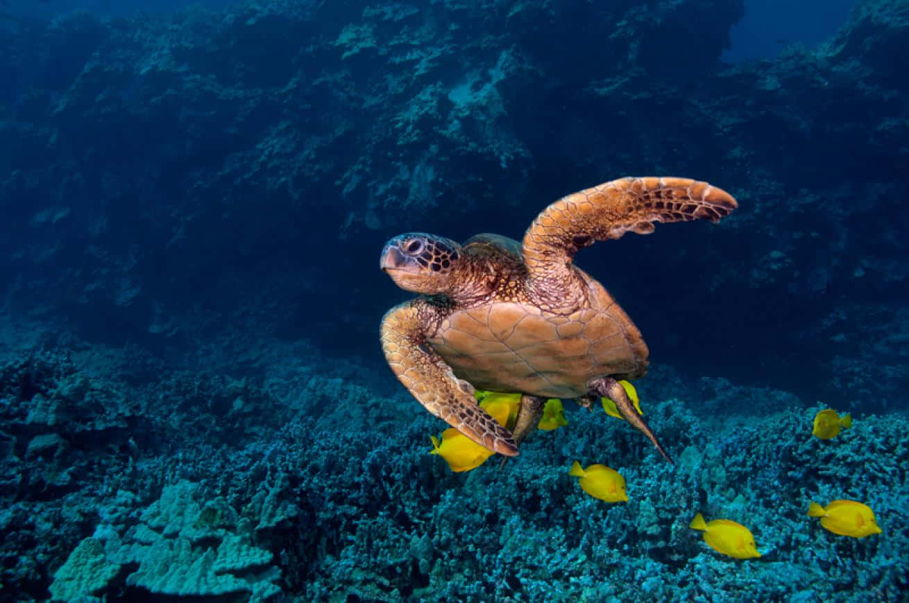 Green Sea Turtle Swimming Over Coral Reef Wallpaper