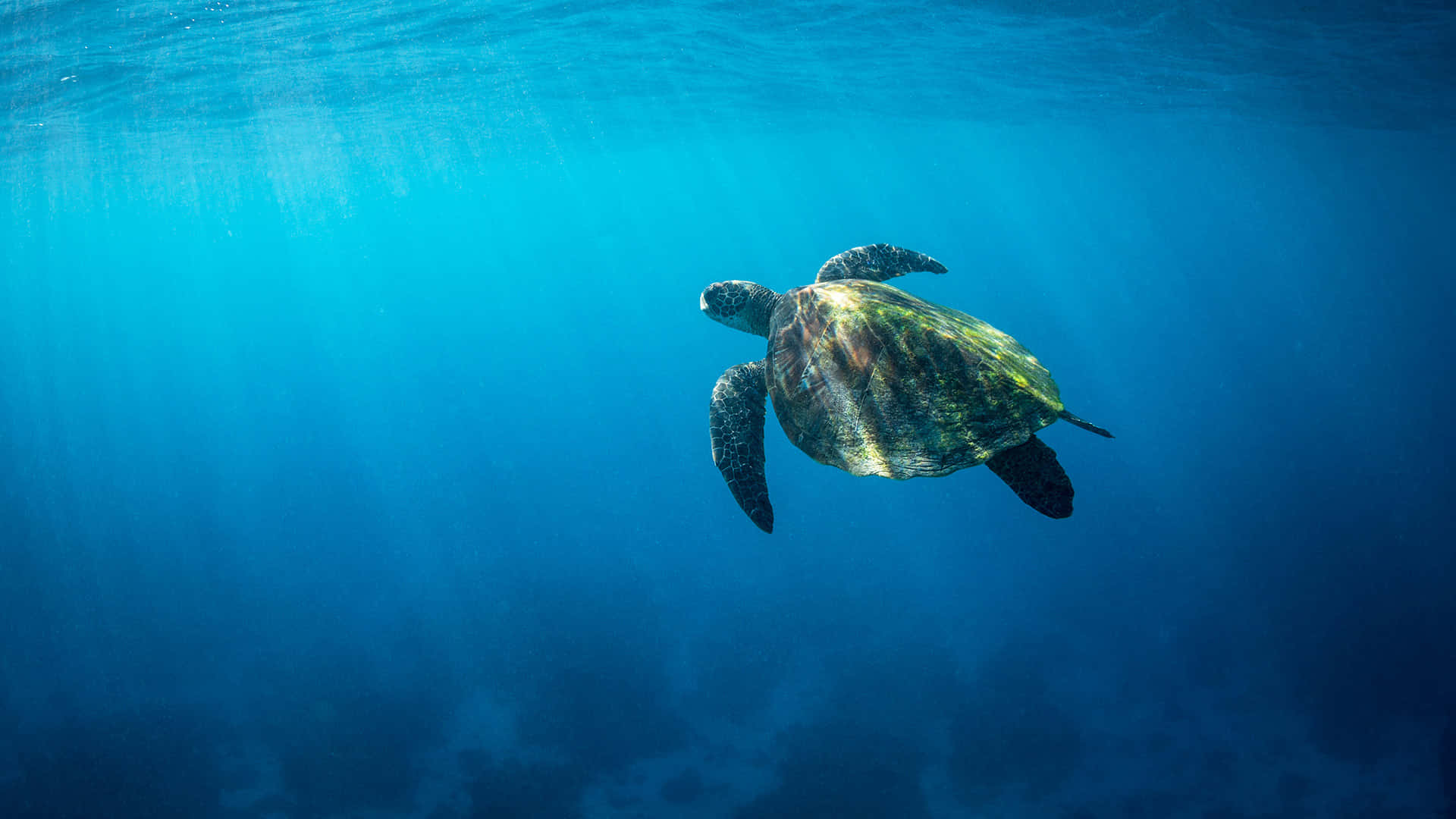 Groene Zeeschildpad Zwemmend Onderwater.jpg Achtergrond