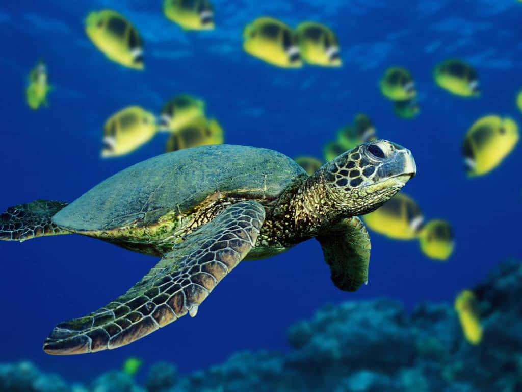 Green Sea Turtle Swimming With Fish Wallpaper