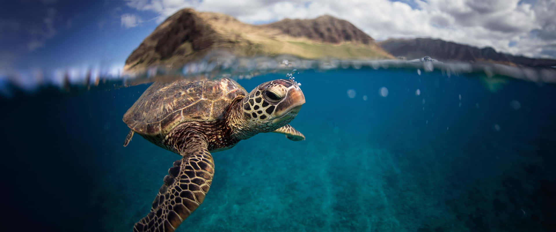 Green Sea Turtle Underwater Adventure Wallpaper