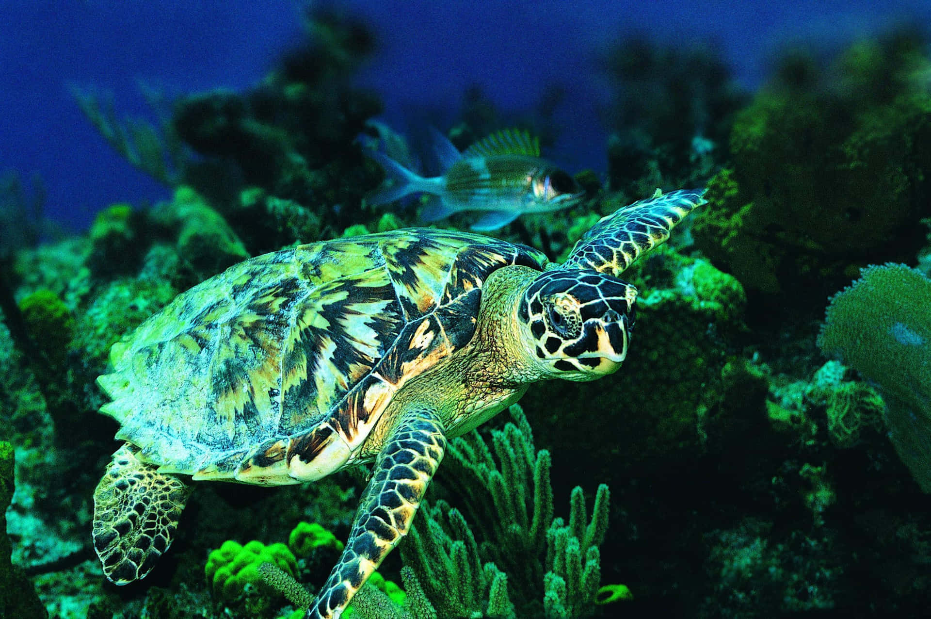 Green Sea Turtle Underwater Exploration Wallpaper