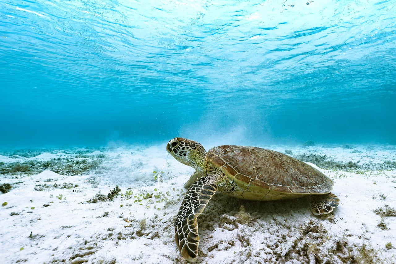 Green Sea Turtle Underwater Wallpaper