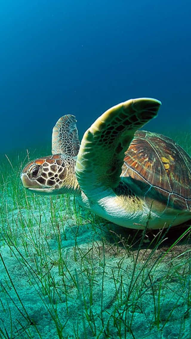 Green Sea Turtle Underwater Sanctuary Wallpaper