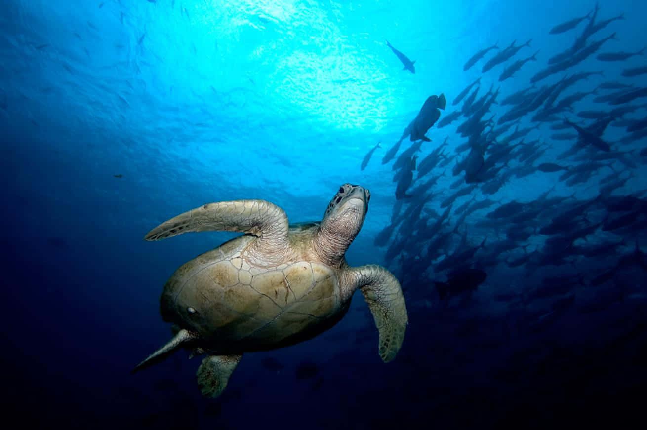 Green Sea Turtle Underwater Schoolof Fish Wallpaper
