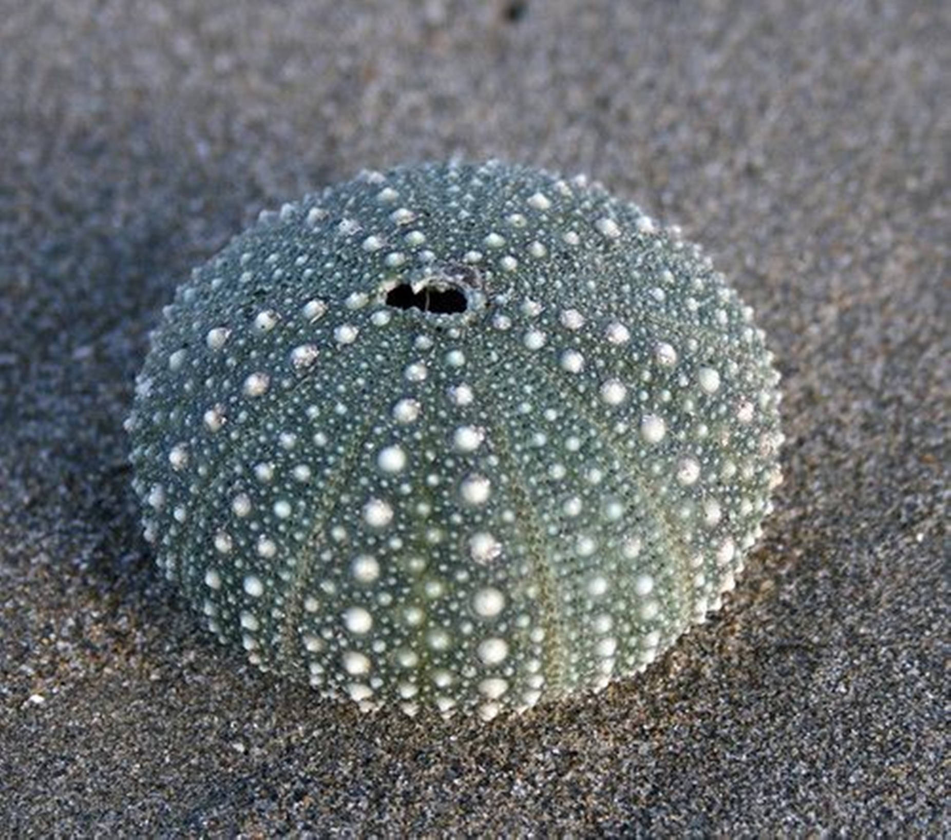 Green Sea Urchin Shell On Sand Wallpaper