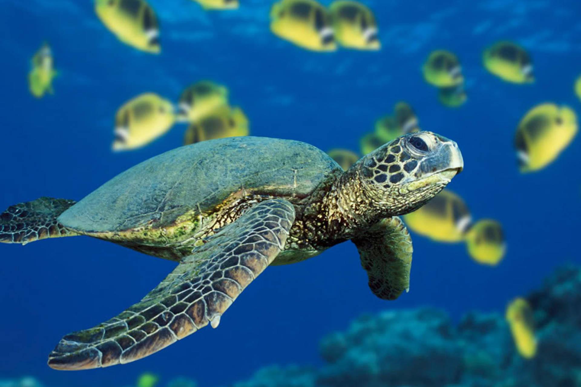 Grönsköldpaddsfotografii Havet Wallpaper