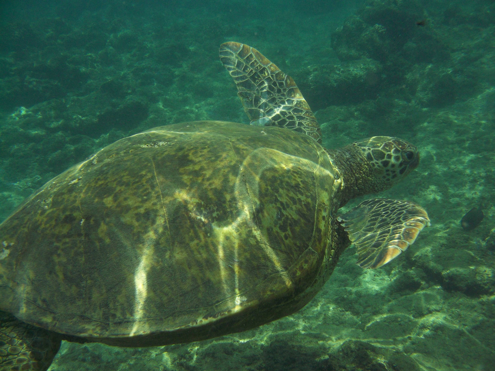 Green Sea Water Turtle Photography Wallpaper