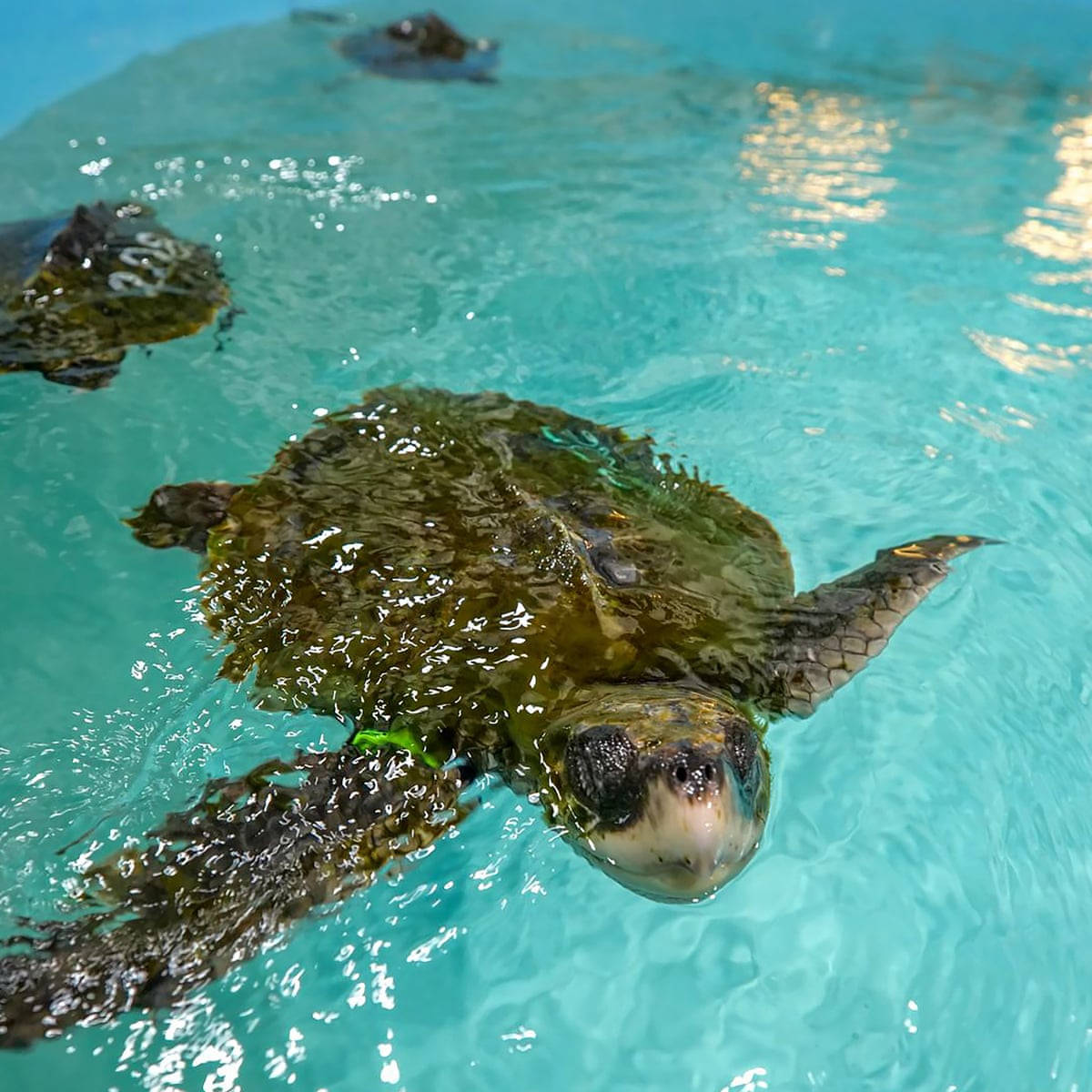Grünesmeerwasser Schildkrötenpool Schwimmen Fotografie Wallpaper