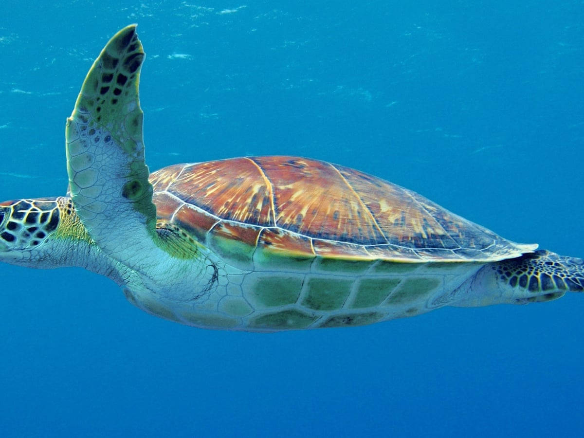 Grünemeeresschildkröte Schwimmt Im Blauen Ozean - Fotografie Wallpaper