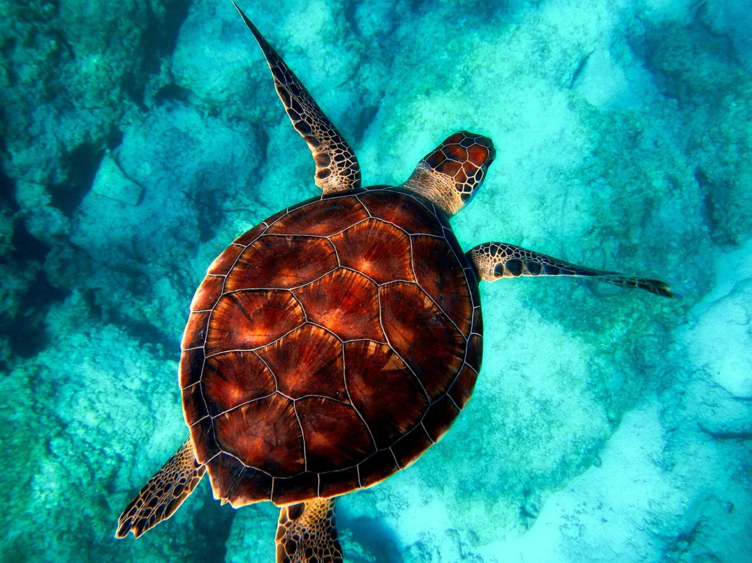 Green Sea Water Turtle Top View Photography Wallpaper