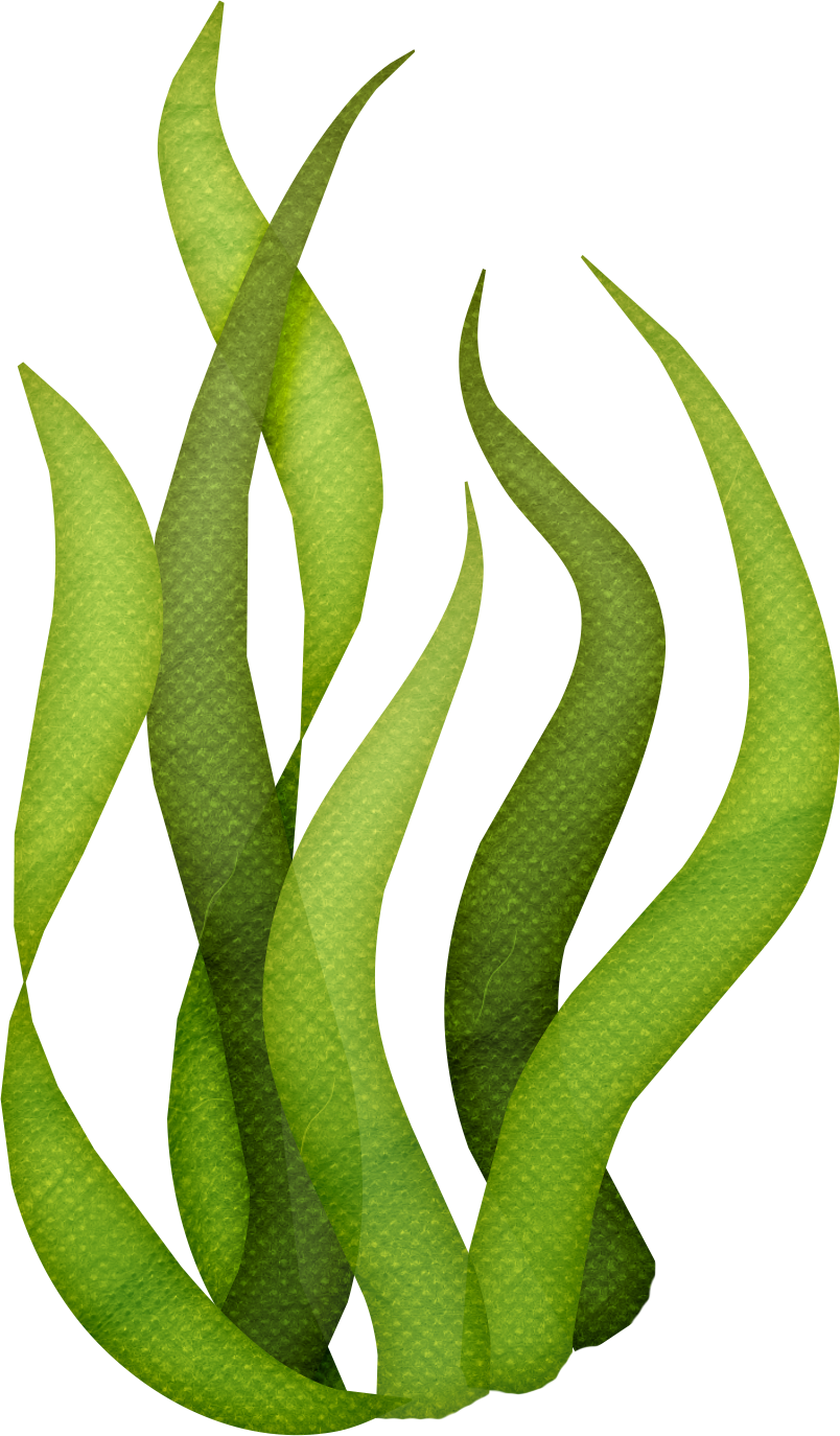 Green Seaweed Illustration PNG