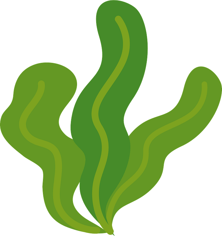 Green Seaweed Illustration PNG