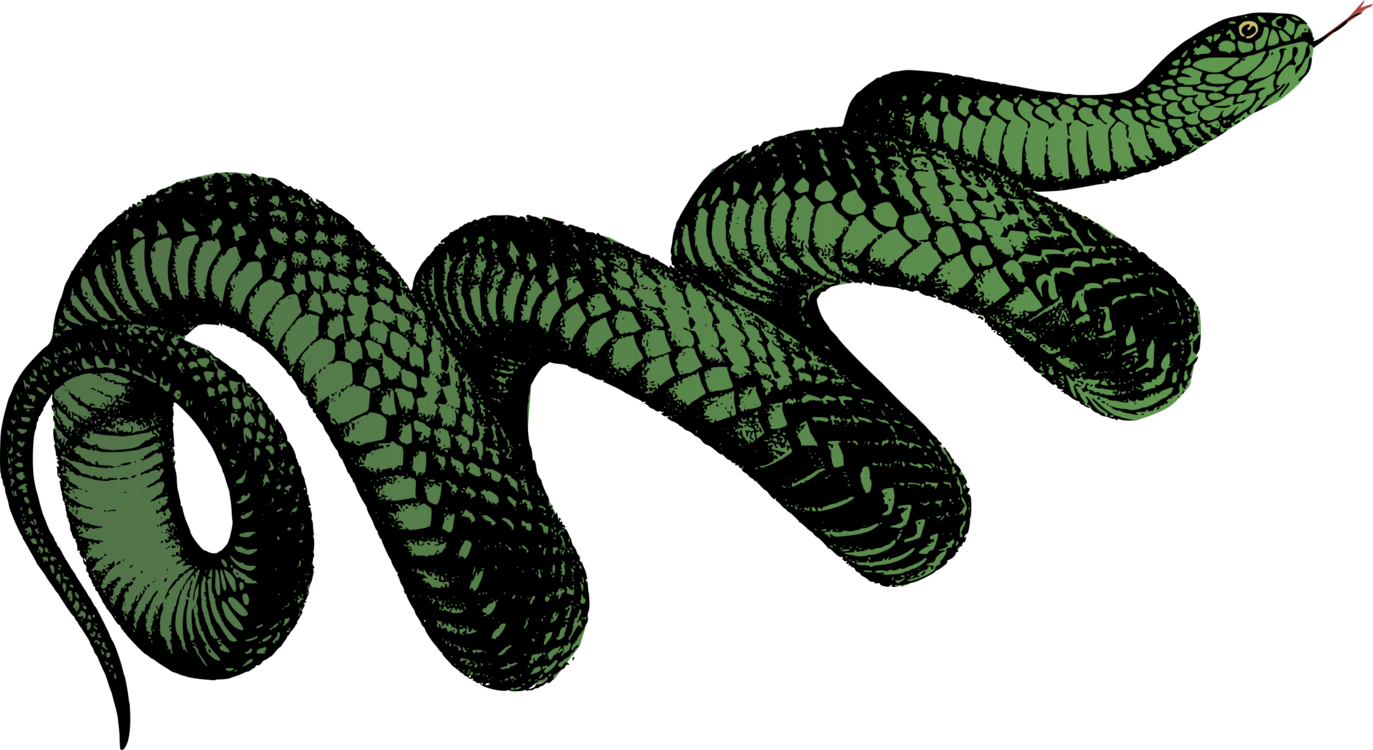 Green Serpent Illustration PNG