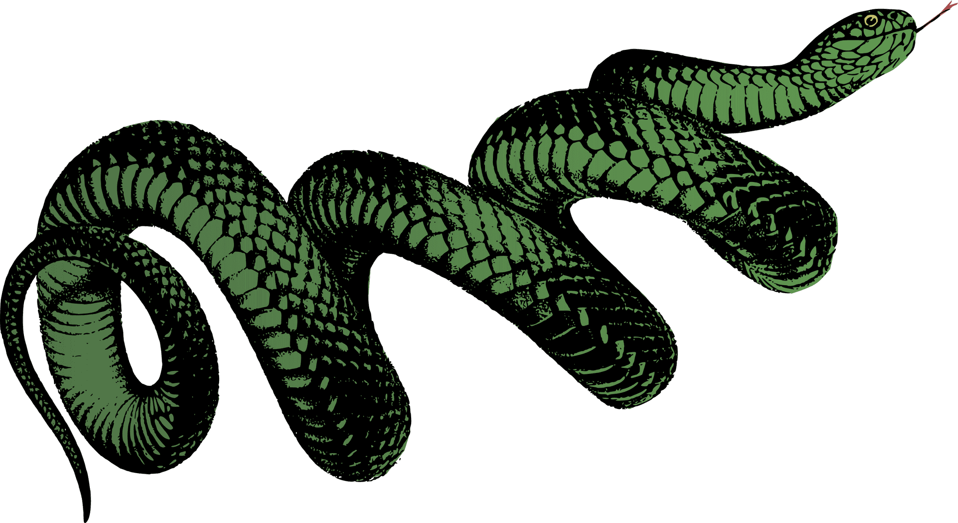 Green Serpent Illustration PNG