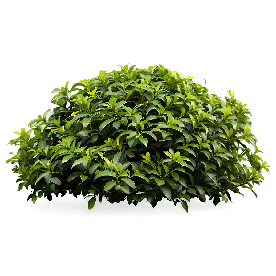 Green Shrub Png Xfe PNG