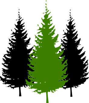 Green Silhouette Evergreen Tree PNG