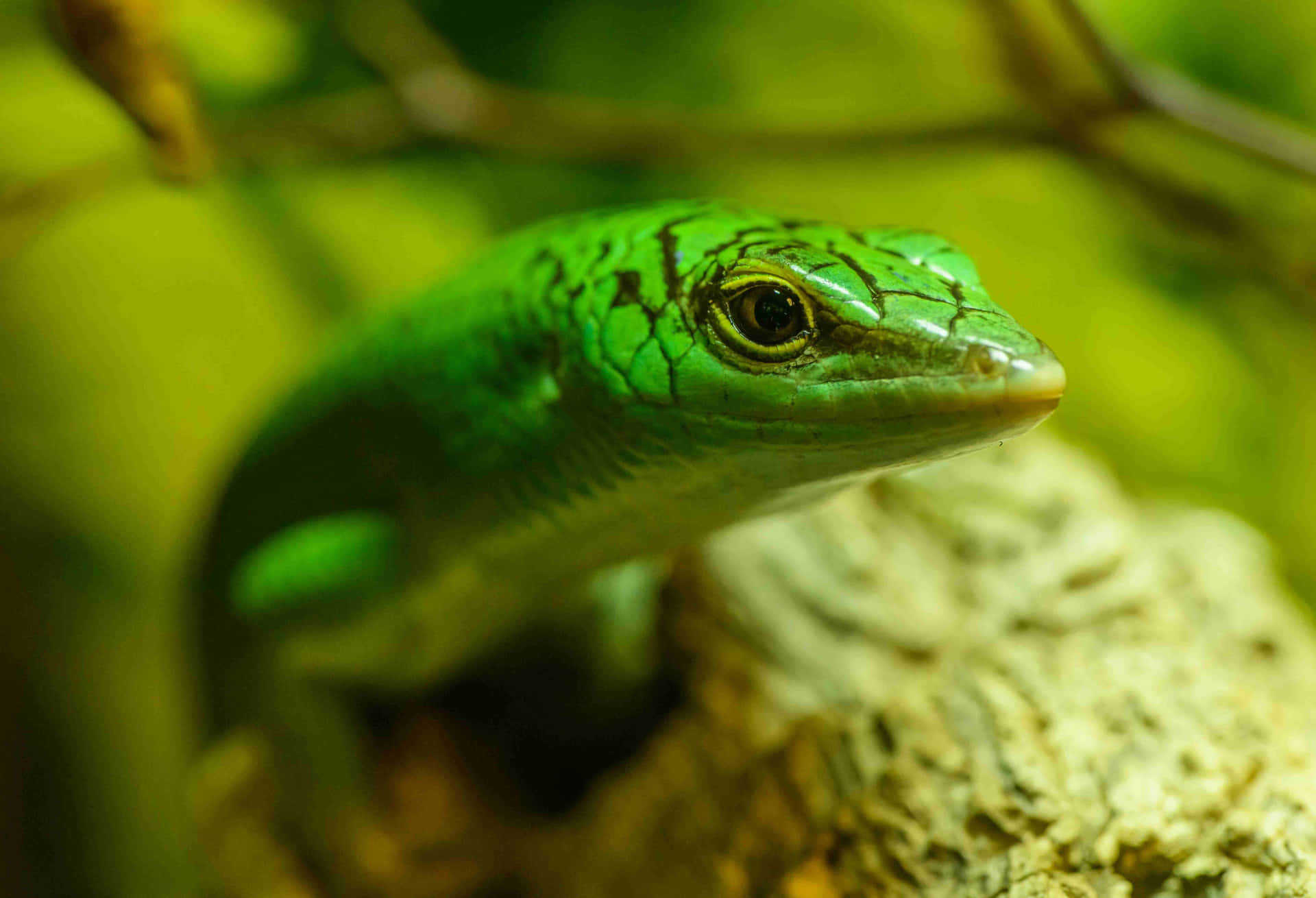 Groene Skink In Natuurlijke Habitat Achtergrond