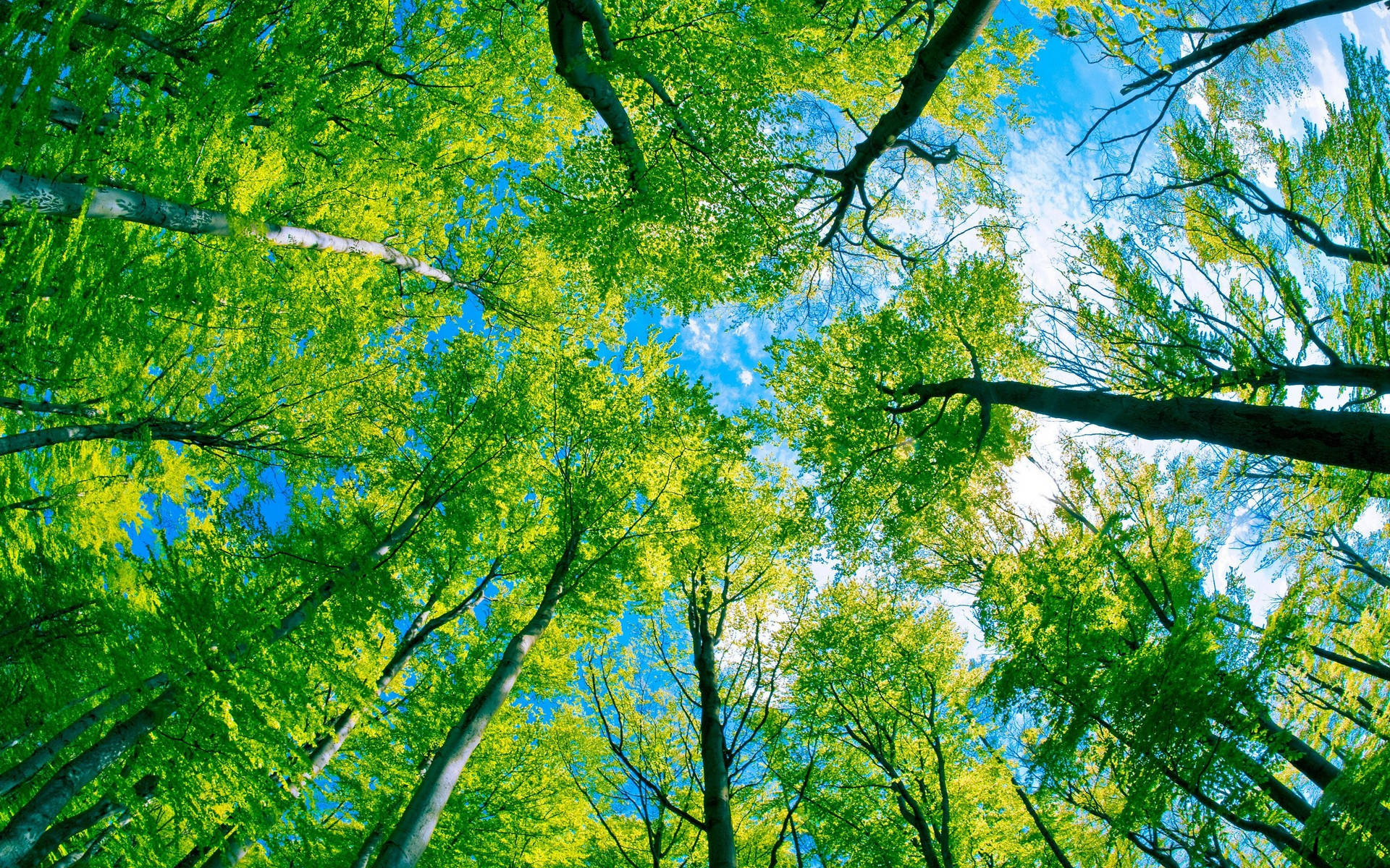 Green Sky Dense Forest Wallpaper