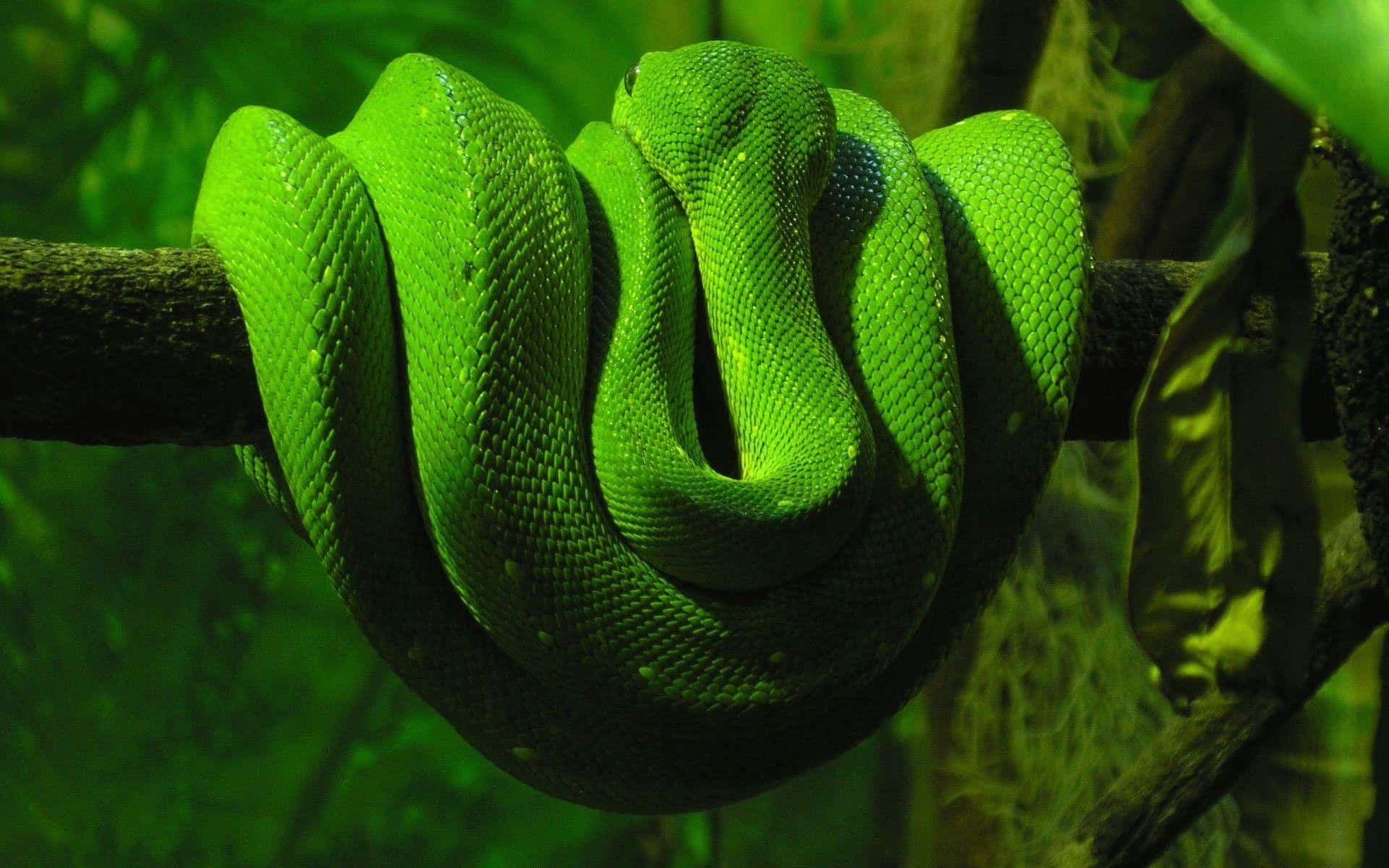 Green Snake Coiledon Branch Wallpaper