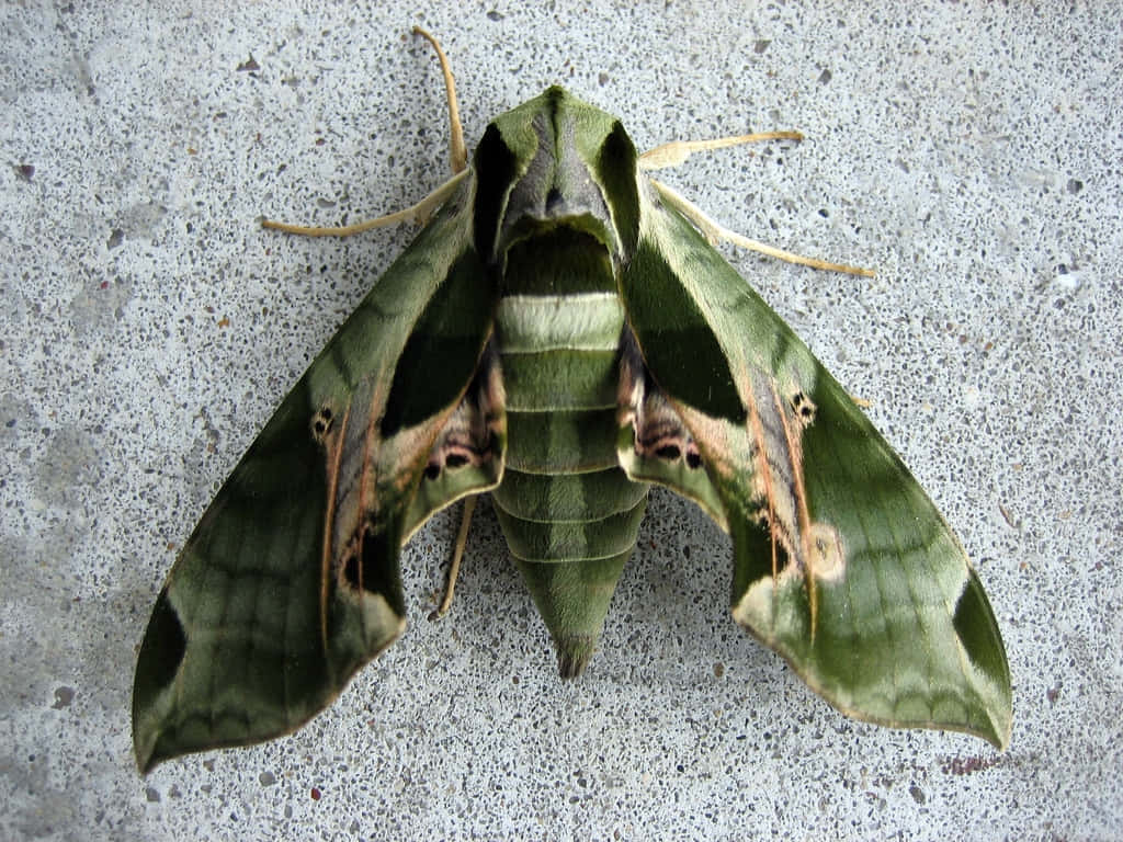 Green Sphinx Moth Resting Wallpaper