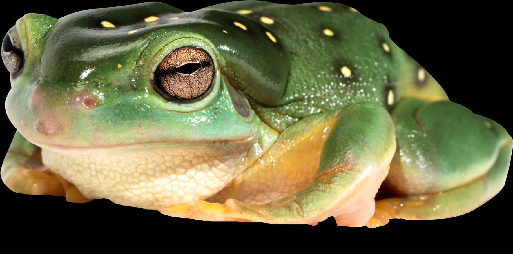 Green Spotted Frog Closeup.jpg PNG
