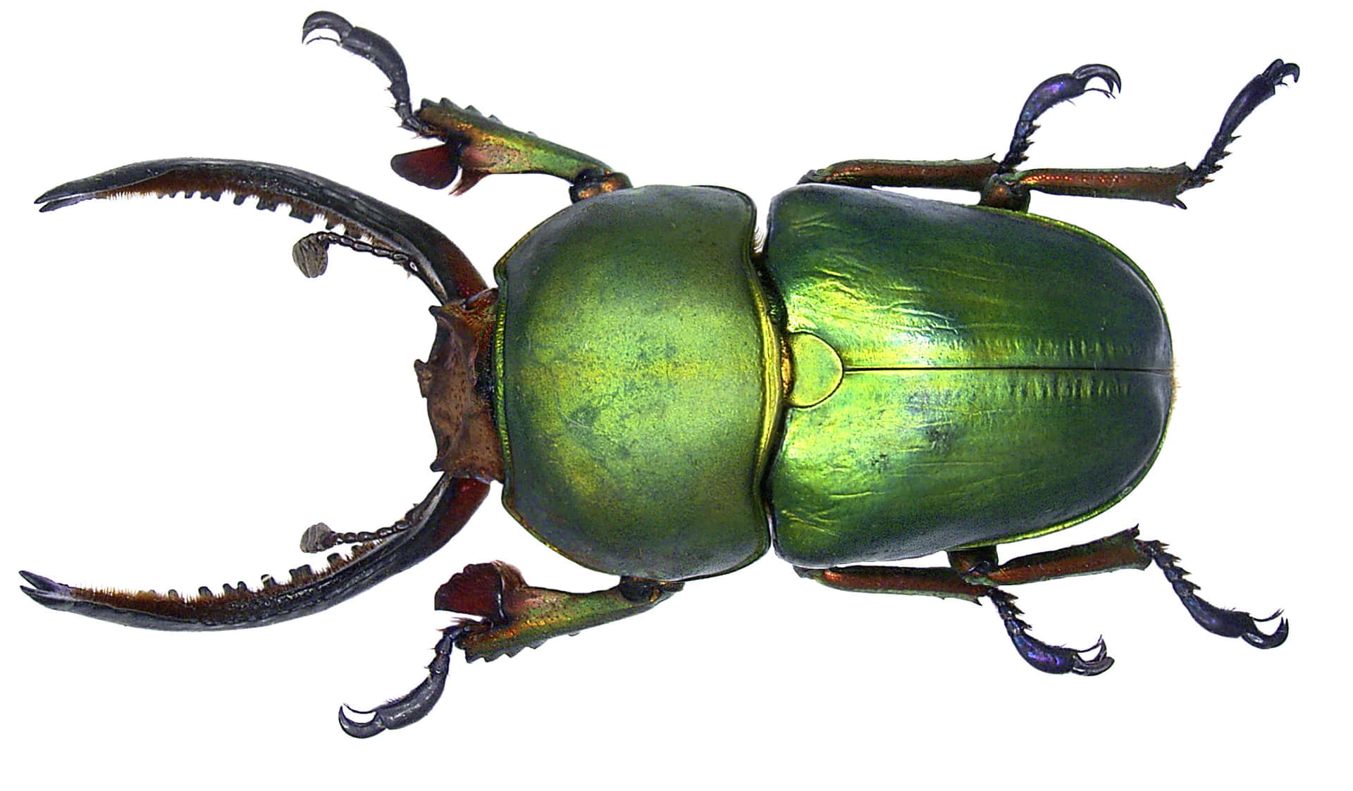 Green Stag Beetle Top View Wallpaper