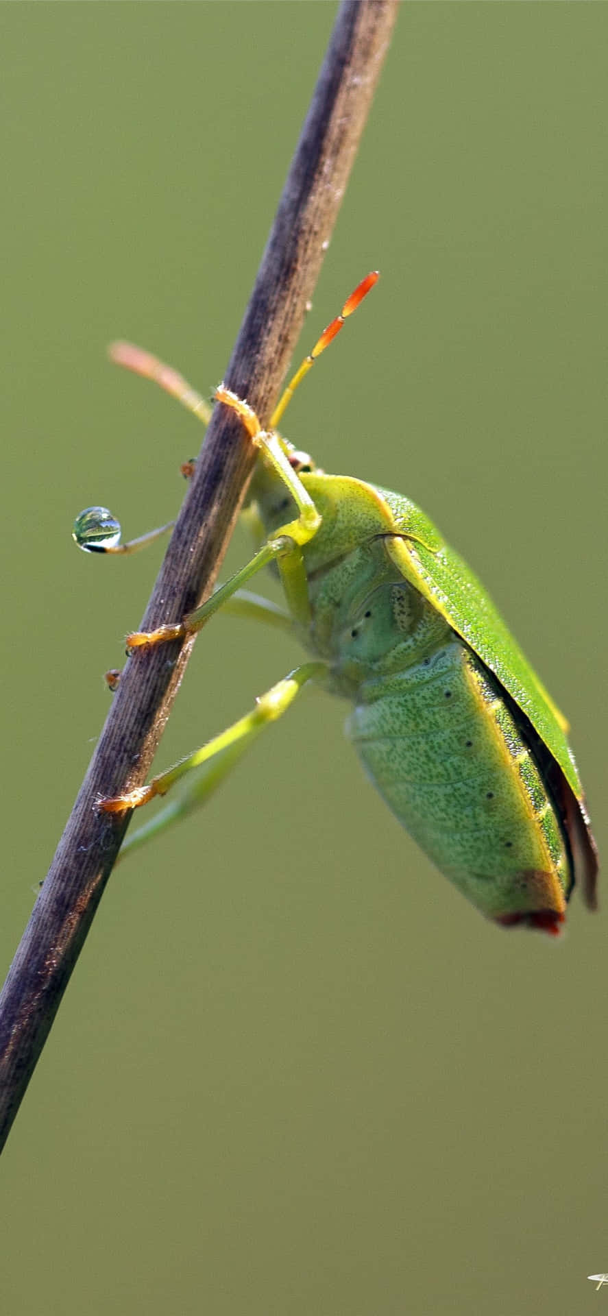 Green Stink Bug With Dewdrop Wallpaper