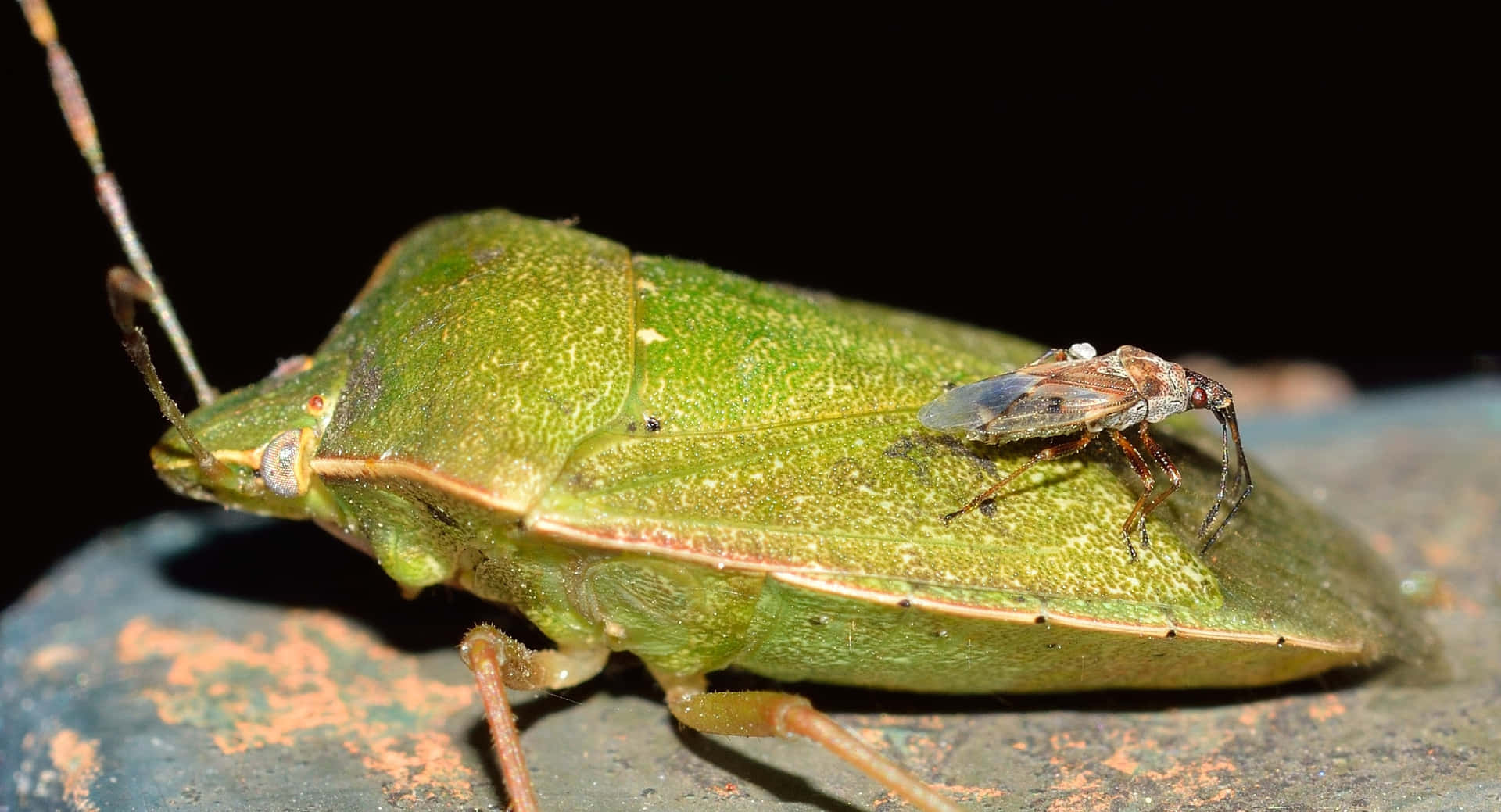 Green Stink Bug With Small Insect Wallpaper