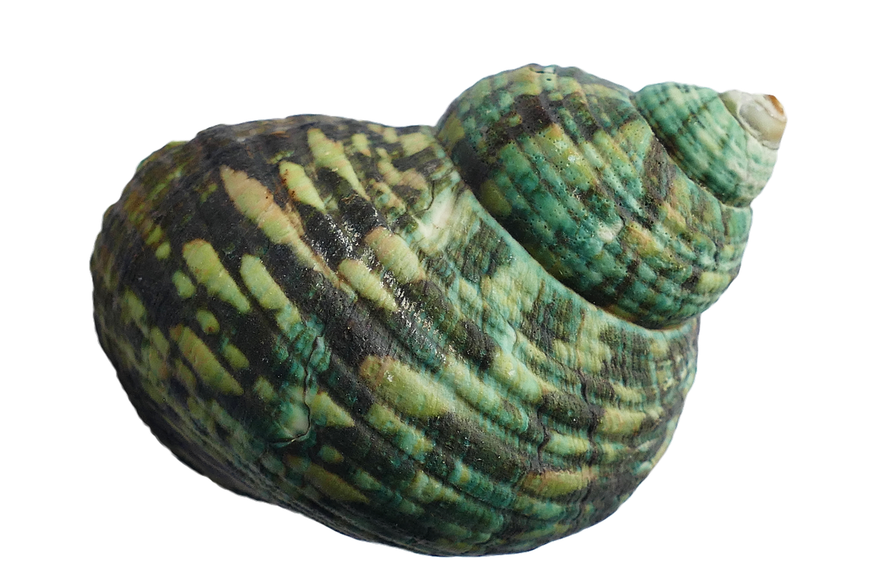Green Striped Seashell Black Background PNG