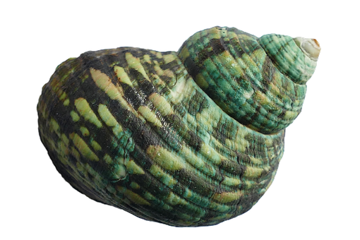 Green Striped Seashellon Black Background PNG