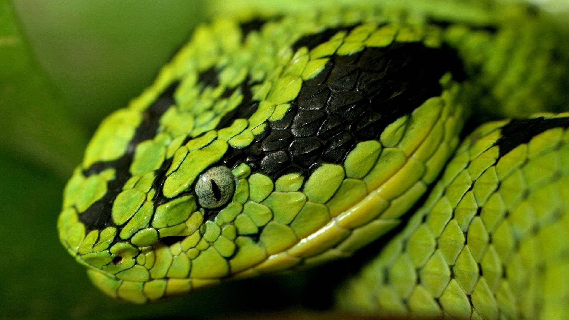 Green Striped Snake Wallpaper