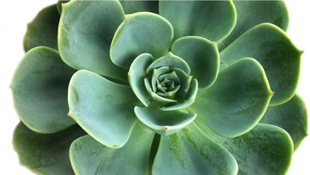 Green Succulent Closeup PNG