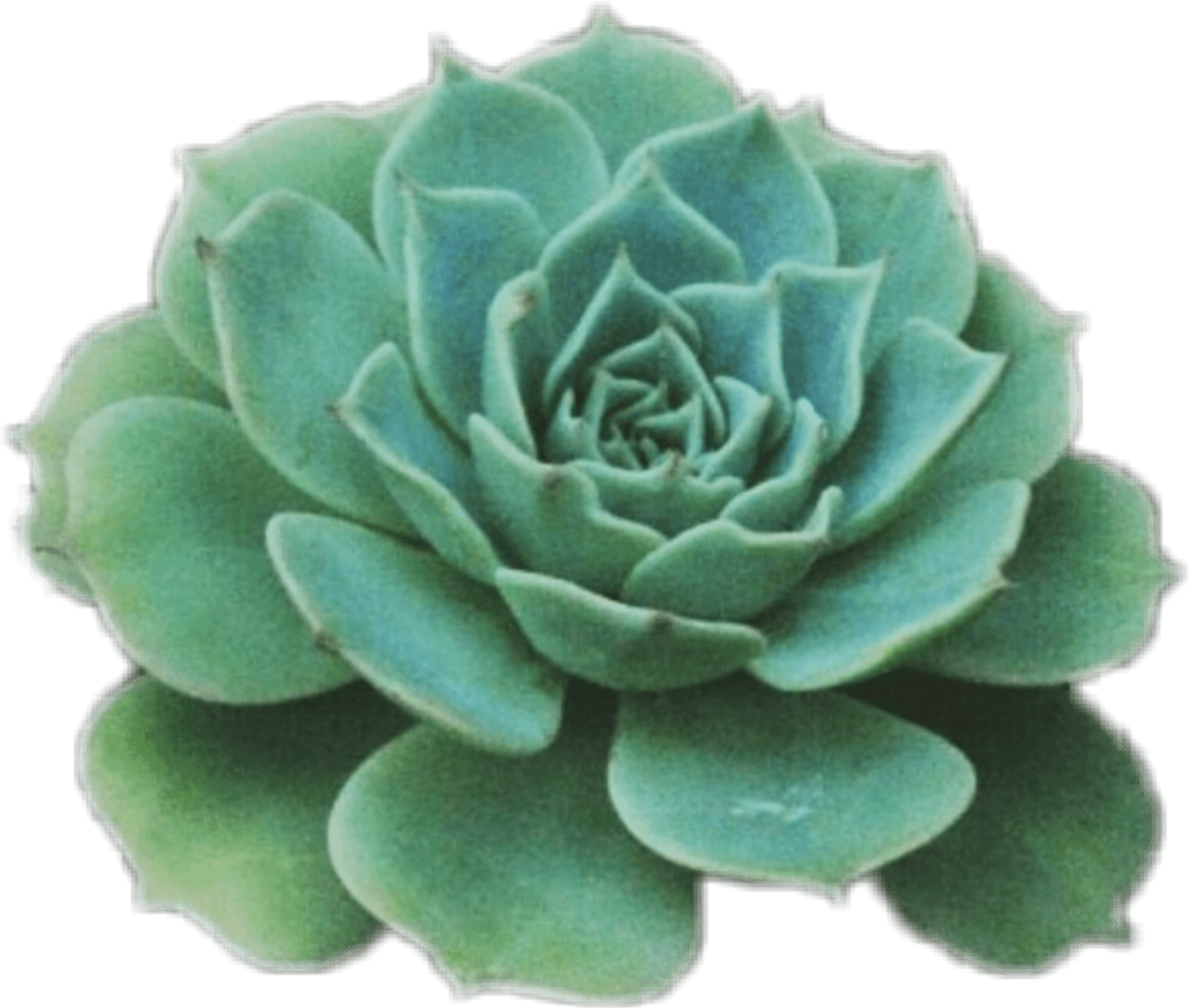Green Succulent Plant PNG