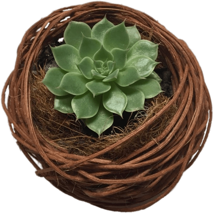 Green Succulentin Twined Planter PNG