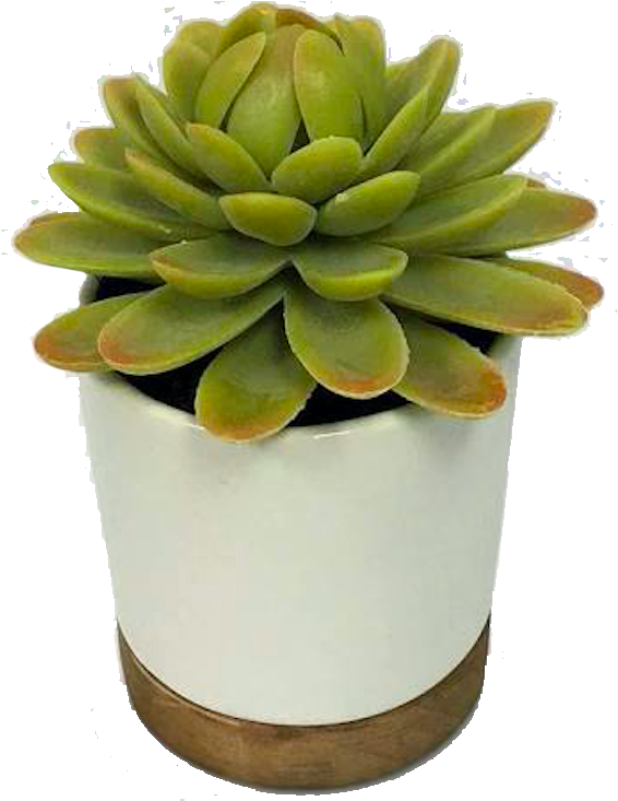 Green Succulentin White Pot.png PNG