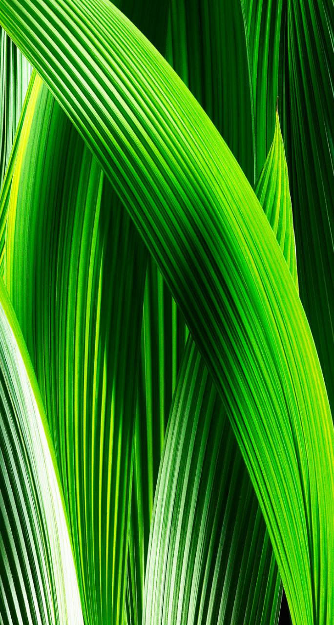 Grönasymmetriska Löv Original Iphone 7 Wallpaper