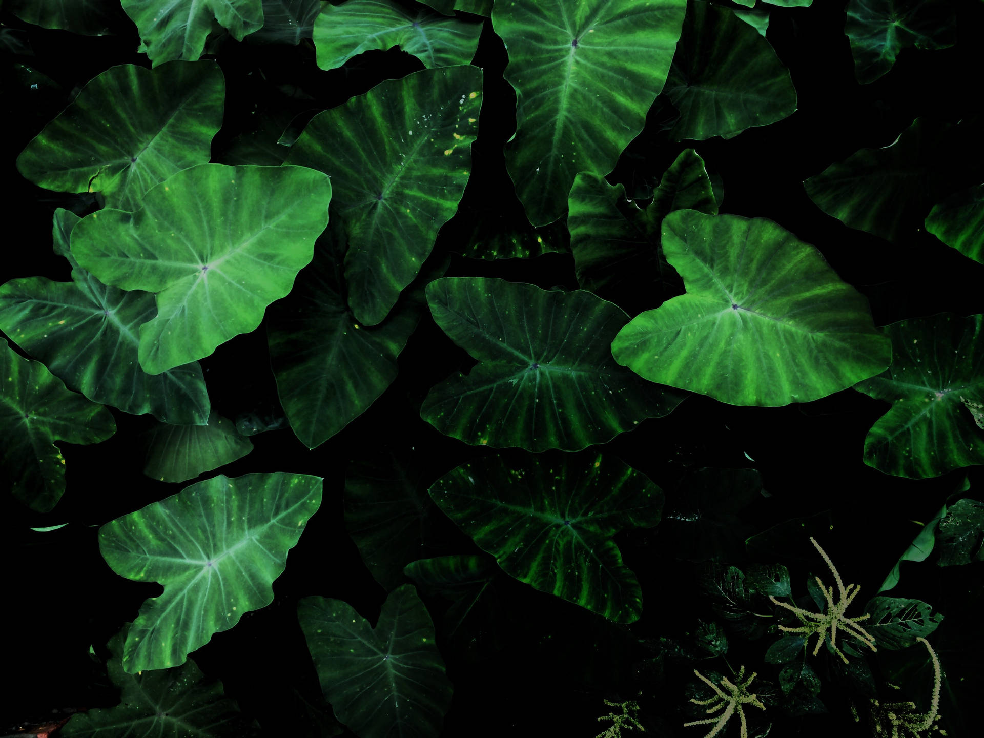 Plantade Tarot Verde En Alta Definición 4k Para Tu Portátil. Fondo de pantalla