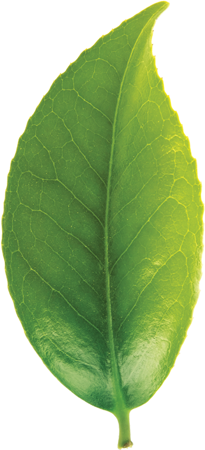 Green Tea Leaf Closeup.png PNG