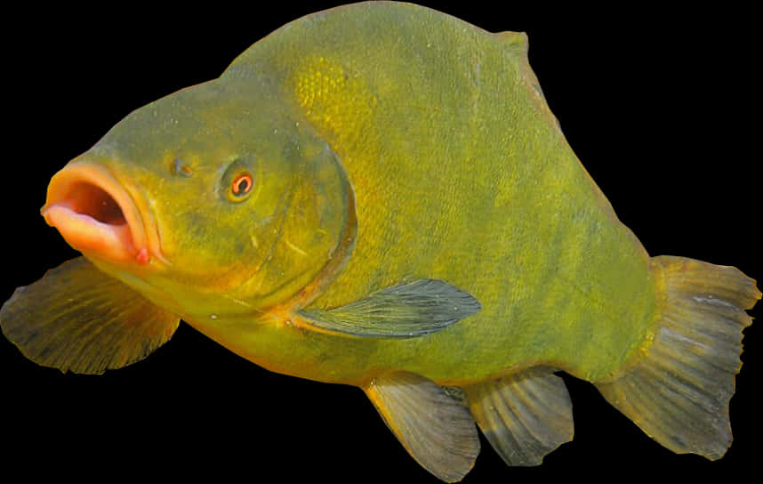 Green Tench Fish Isolated PNG