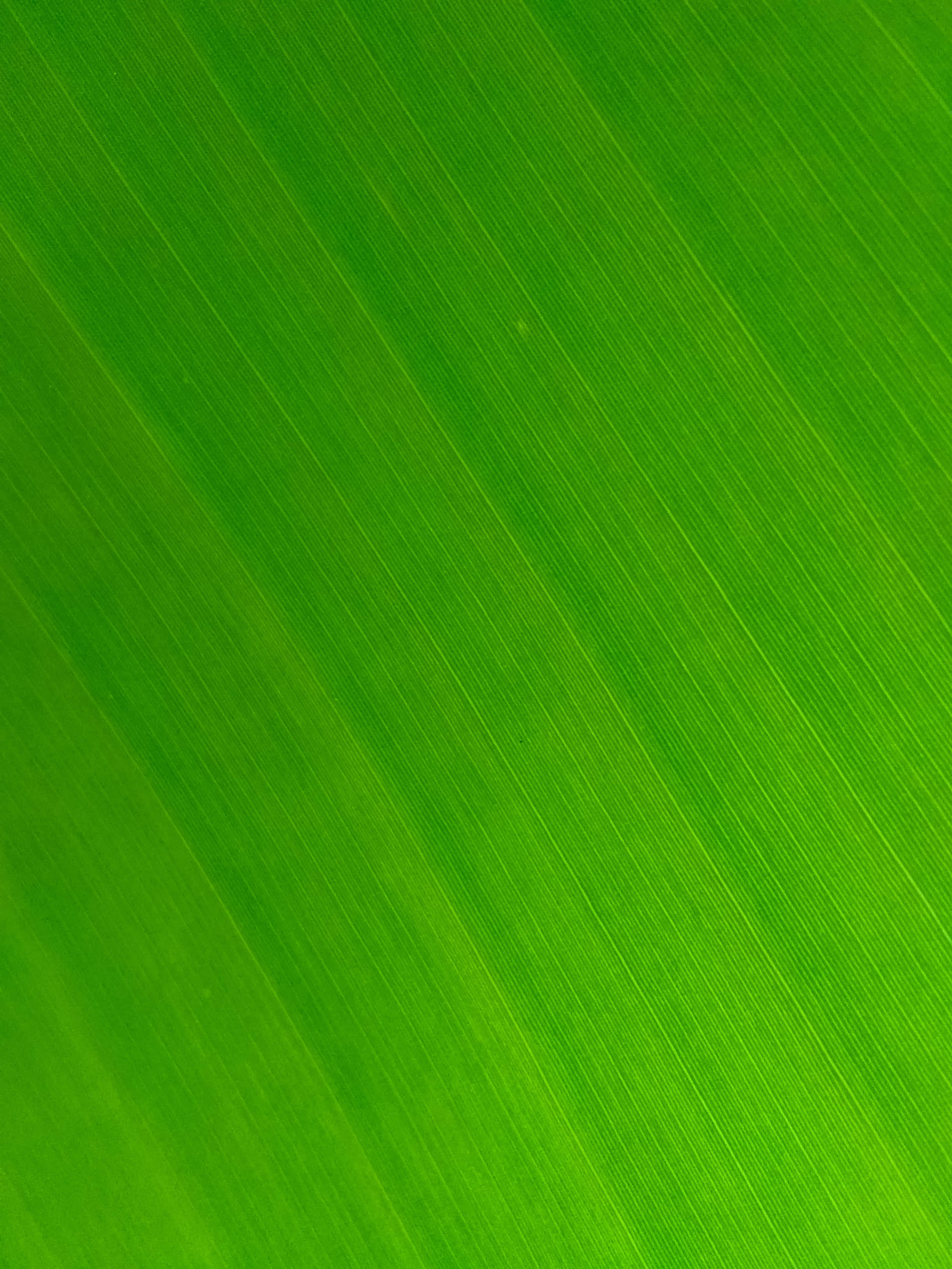 Green Banana Leaf Texture Background