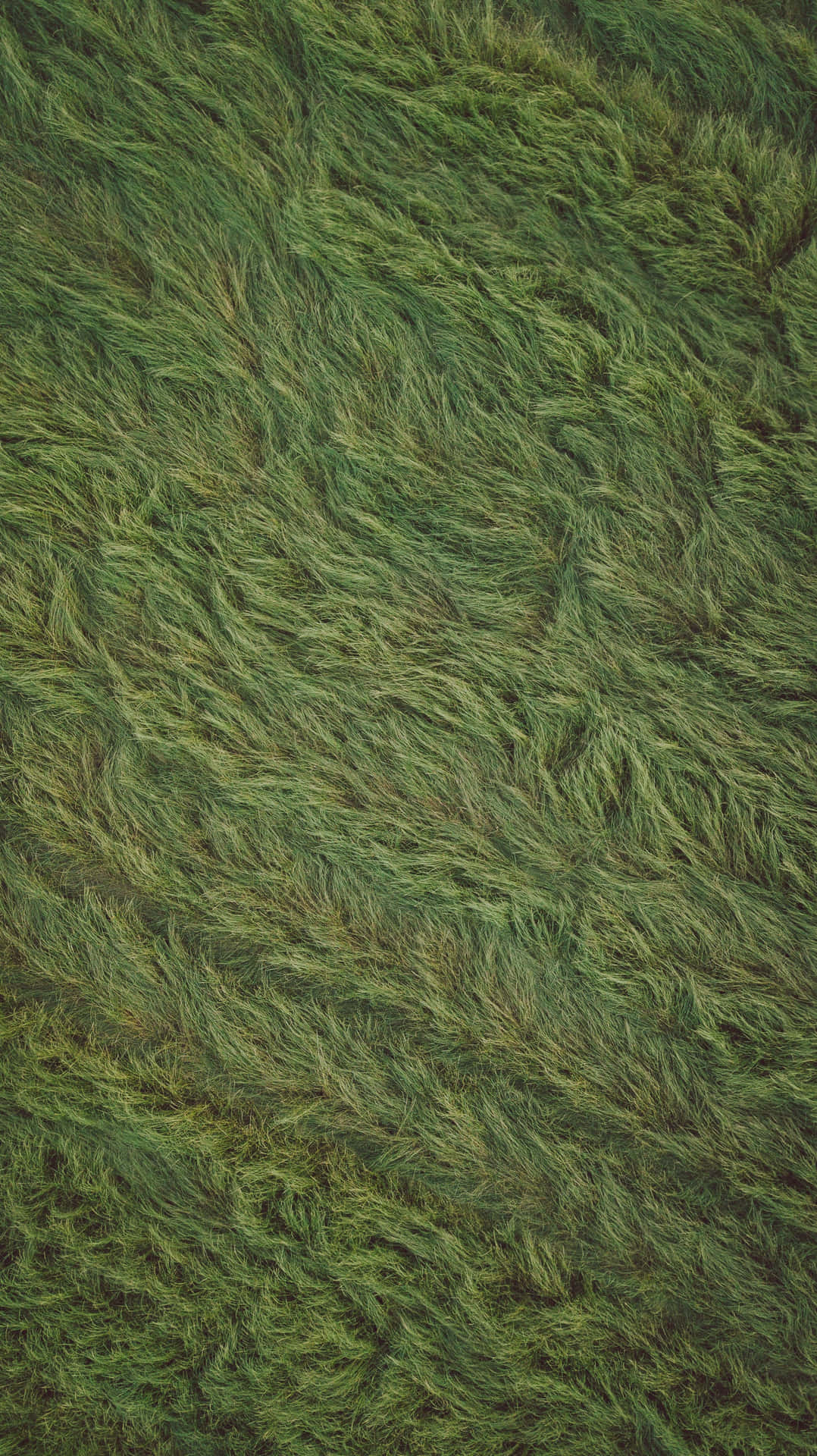 Green Grass Field Texture Background