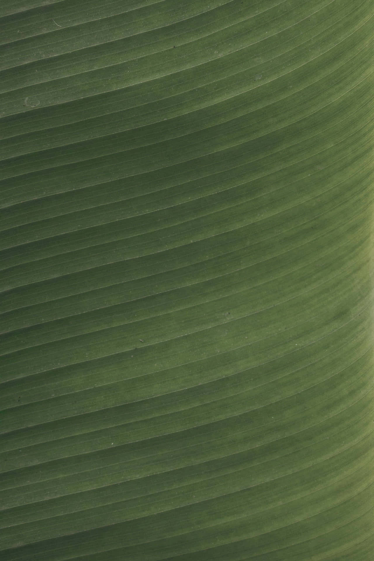 Amazing Green Leaf Texture Background