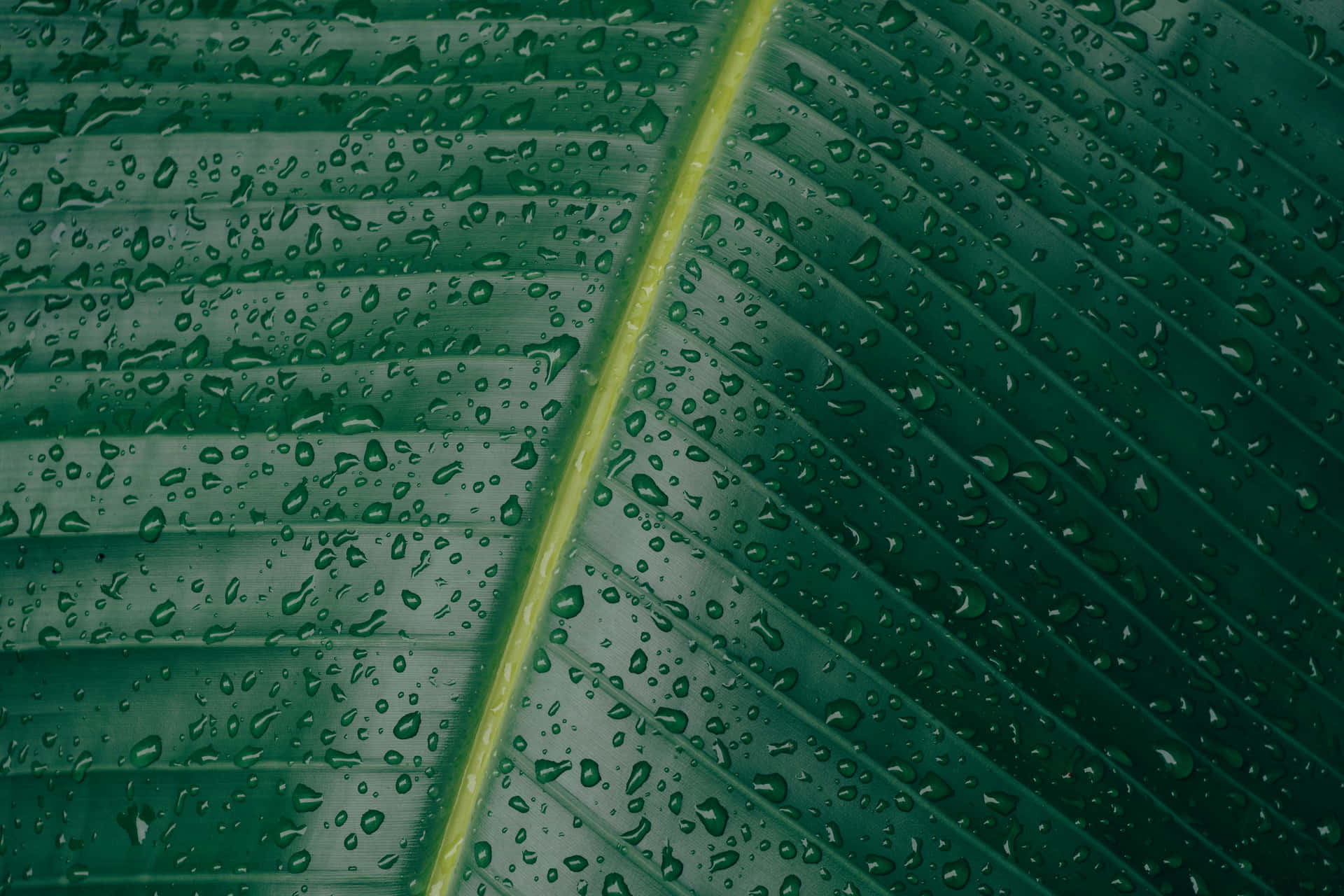 Amazing Dark Green Leaf Texture Background