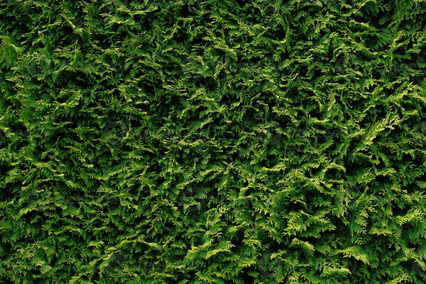 Green Thuja Plicata Hedge Shrubs Wallpaper