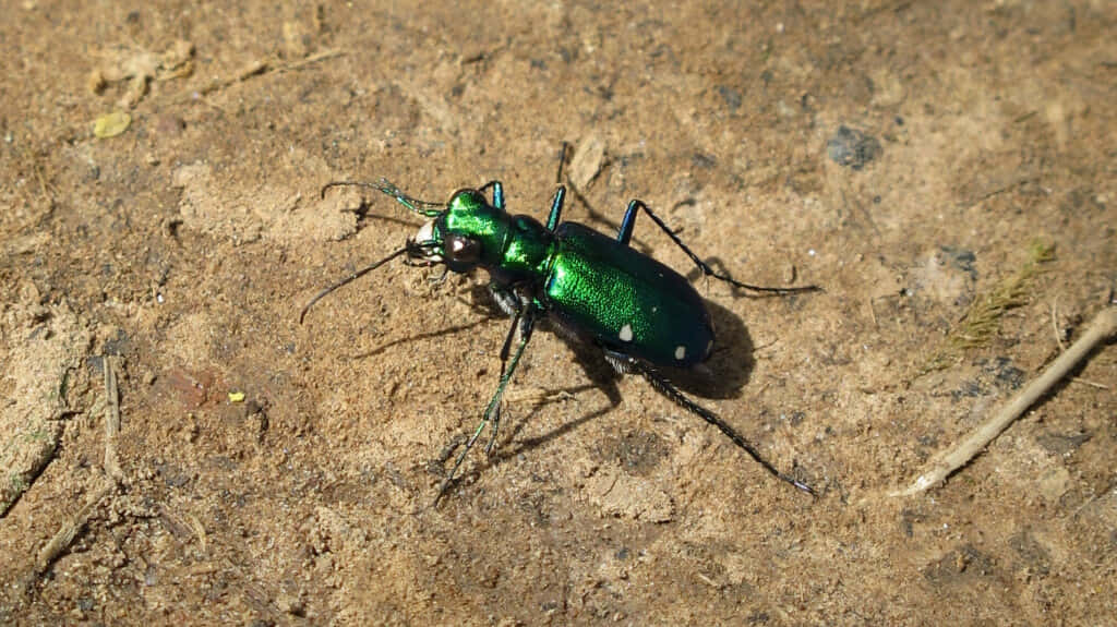Green Tiger Beetle On Ground.jpg Wallpaper